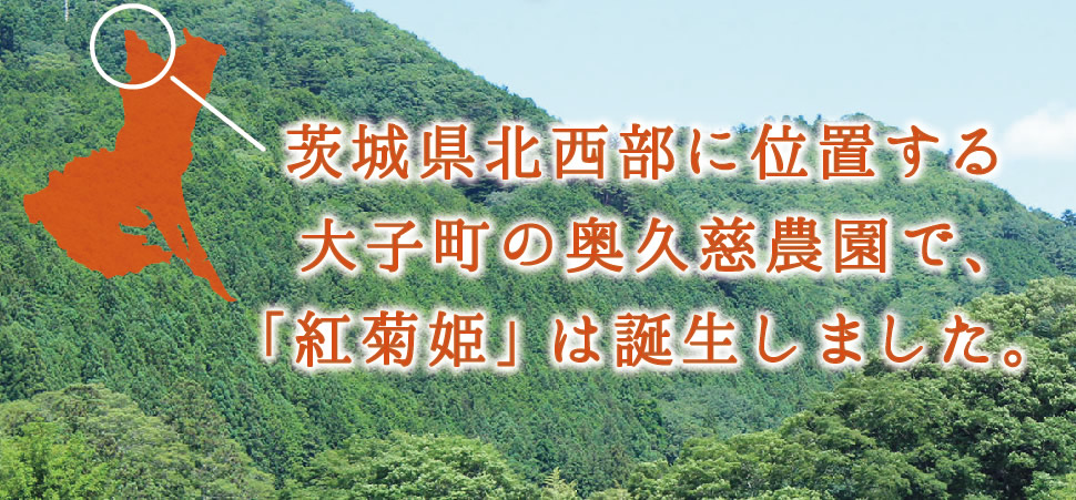 茨城県北西部に位置する大子町の奥久慈農園で、「紅菊姫」は誕生しました。